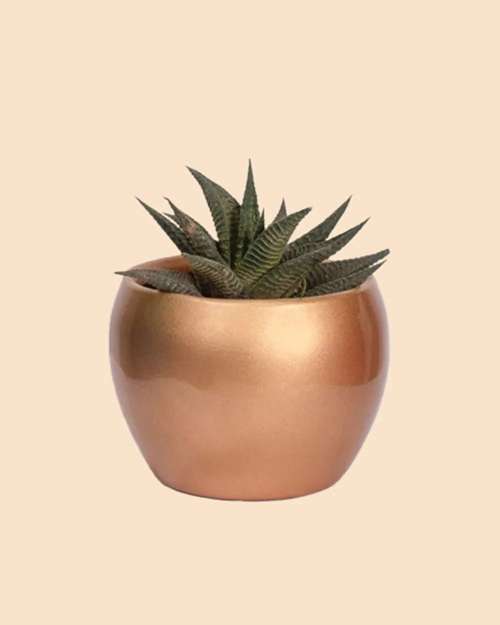 Copper Planter With Succulent Plant