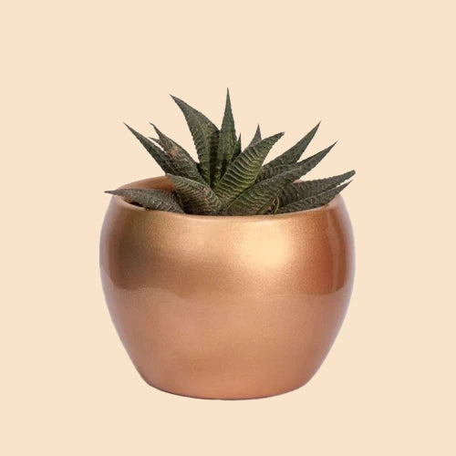 Copper Planter With Live Succulent