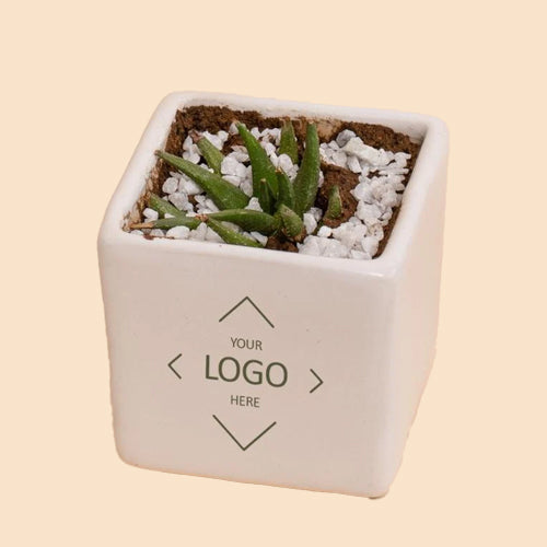 White Ceramic Planter With Live Succulent Plant