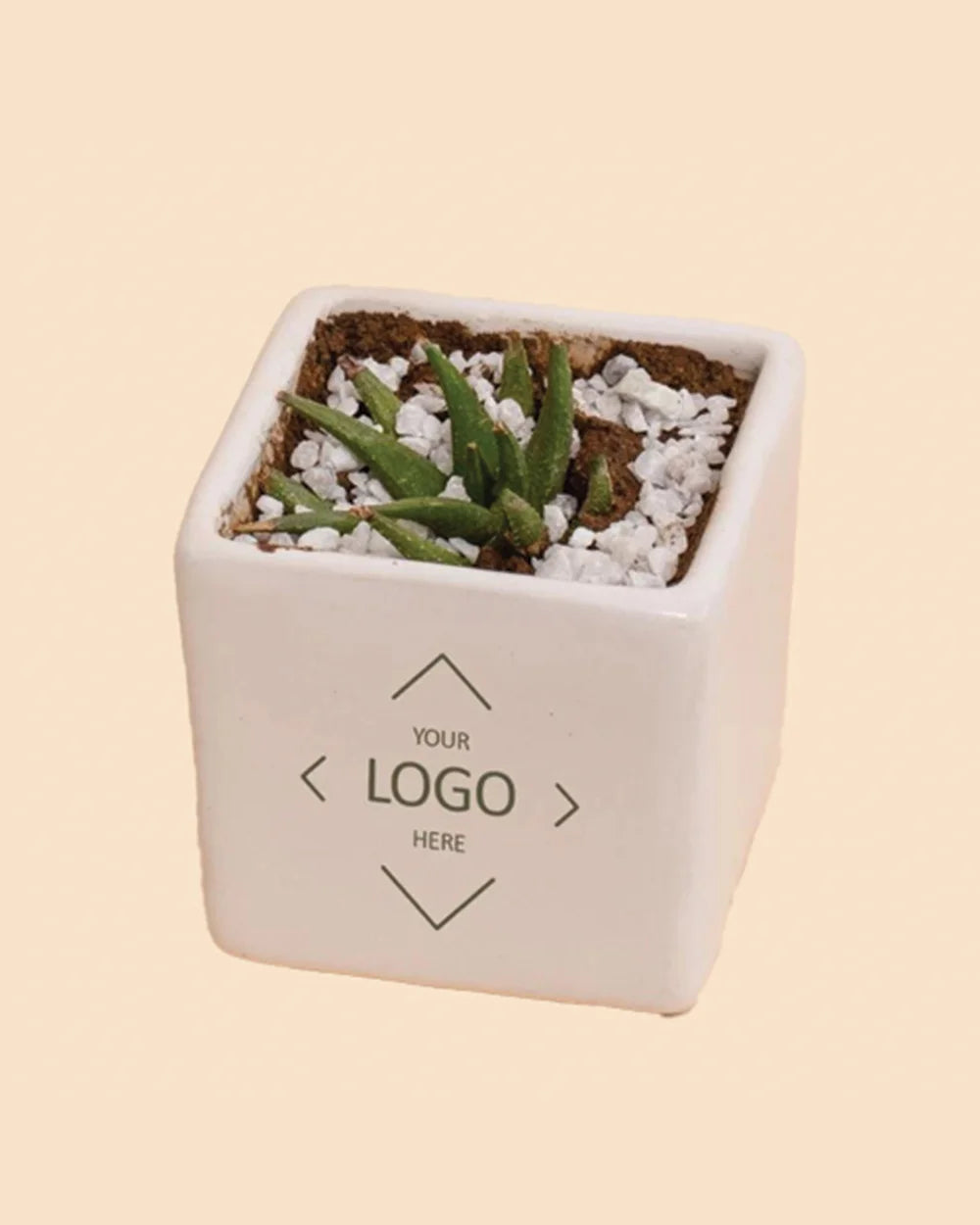 White Ceramic Planter With Live Succulent Plant